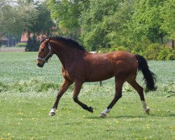 broodmare Alina (Amy) (Westphalian, 2004, from Alboretto)