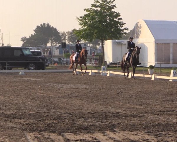 Reitturnier Heinsberg 2019