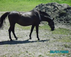 broodmare Fabiola (Holsteiner, 1991, from Leuthen I)