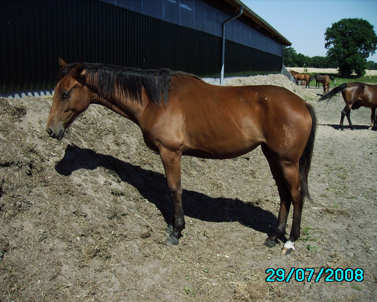 Zuchtstute Zinka (Holsteiner, 2007, von Canto)