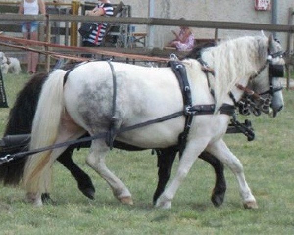 Zuchtstute Unke vom Heideblick (Shetland Pony, 2009, von Kronprinz van den Niederlanden)