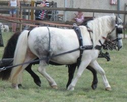 Zuchtstute Unke vom Heideblick (Shetland Pony, 2009, von Kronprinz van den Niederlanden)