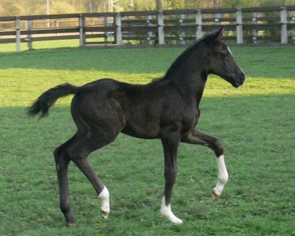 broodmare Damoura (Bavarian, 2008, from San Amour I)