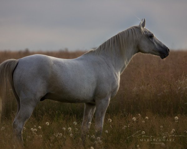 Pferd Bahr el Ghasal ox (Vollblutaraber, 1988, von Kar Garboso ox)