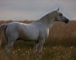 horse Bahr el Ghasal ox (Vollblutaraber, 1988, from Kar Garboso ox)