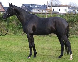 dressage horse Likonos (Hanoverian, 2011, from Likoto xx)