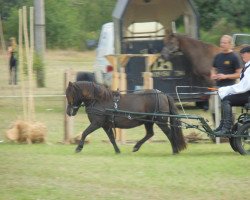 Zuchtstute Ulla (Shetland Pony,  , von Pars)