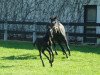 Dressurpferd Dark Diamond (Deutsches Sportpferd,  , von Dante Weltino Old)