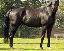 dressage horse Servus 106 (Oldenburg, 2005, from Sir Oldenburg)