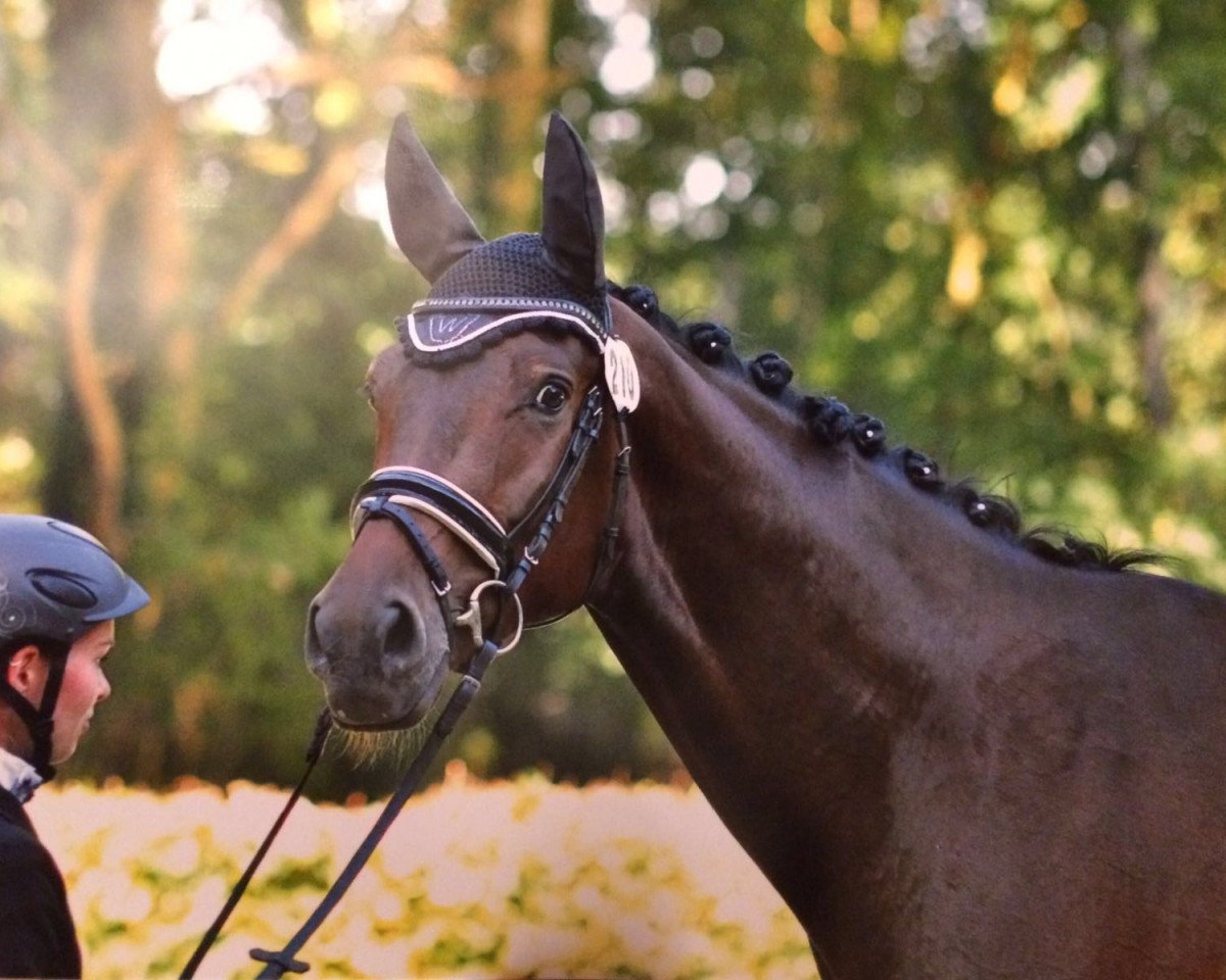 Dressurpferd Coleur Royal (Westfale, 2012, von Conen)
