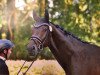 dressage horse Coleur Royal (Westphalian, 2012, from Conen)