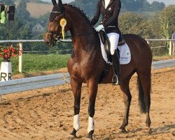 dressage horse Donna Rubina II (Oldenburger, 2011, from Dr. Jackson D)