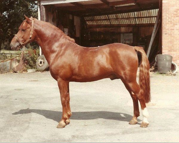 Deckhengst Deeracres Franco (New-Forest-Pony, 1975, von Frank of Crabbswood)