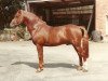 stallion Deeracres Franco (New Forest Pony, 1975, from Frank of Crabbswood)