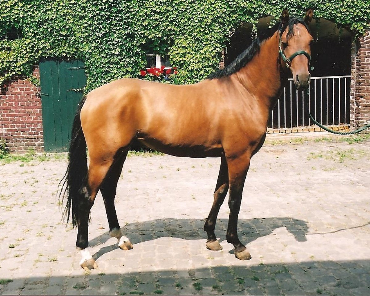 horse De Angelo B (Rhinelander, 2001, from Dornik B)