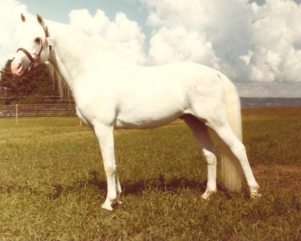 Deckhengst Coed Coch Endor (Welsh Pony (Sek.B), 1970, von Coed Coch Derwas)