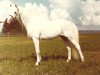 Deckhengst Coed Coch Endor (Welsh Pony (Sek.B), 1970, von Coed Coch Derwas)