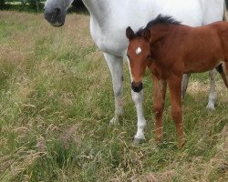 broodmare Unica 15 (Holsteiner, 2004, from Quite Capitol)