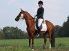 dressage horse Daisy Rose (German Riding Pony, 2011, from FS Dorinkort)