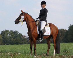 dressage horse Daisy Rose (German Riding Pony, 2011, from FS Dorinkort)