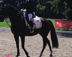 dressage horse Chayenne 354 (German Riding Pony, 2009, from New Classico)