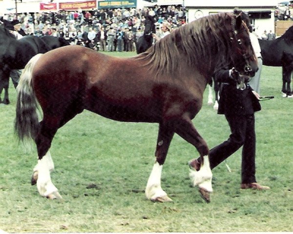 stallion Penlluwch Dafydd (Welsh-Cob (Sek. D), 1976, from Farian Prince)