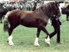 stallion Penlluwch Dafydd (Welsh-Cob (Sek. D), 1976, from Farian Prince)