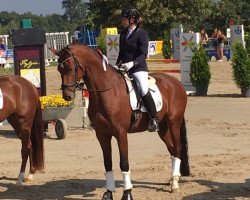 dressage horse Vicento (Westphalian, 2012, from Vitalis)