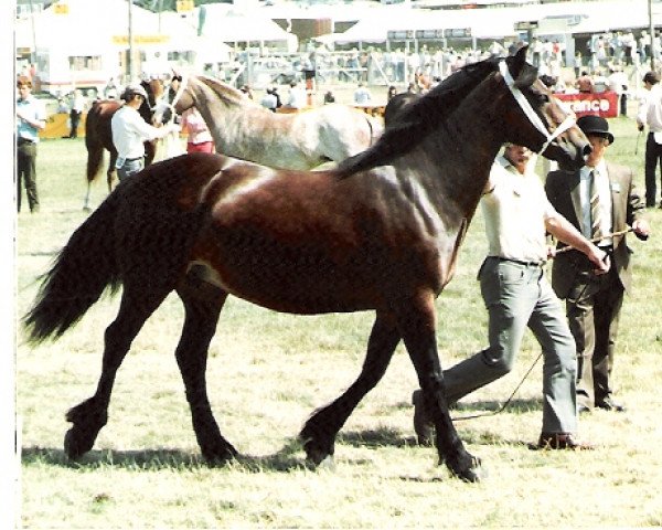 Zuchtstute Hafael Princess (Welsh-Cob (Sek. D), 1976, von Derwen Rosina's Last)