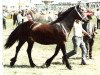 Zuchtstute Hafael Princess (Welsh-Cob (Sek. D), 1976, von Derwen Rosina's Last)