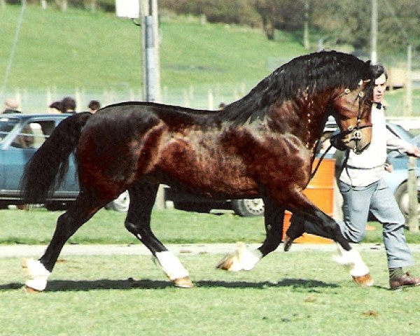 stallion Minyffordd Principality (Welsh-Cob (Sek. D), 1985, from Craignant Flyer)