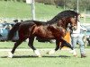 stallion Minyffordd Principality (Welsh-Cob (Sek. D), 1985, from Craignant Flyer)