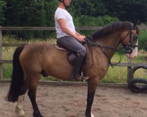 horse Reddragon Maximus (Welsh-Cob (Sek. D), 2006, from Minyffordd Democrat)