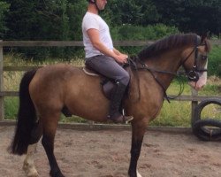 Pferd Reddragon Maximus (Welsh-Cob (Sek. D), 2006, von Minyffordd Democrat)