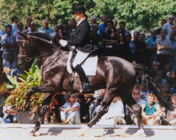 stallion Festrausch (Westphalian, 1994, from Florestan I)