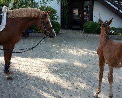 broodmare Gladdy's 3 (Rhinelander, 2003, from Going Top)