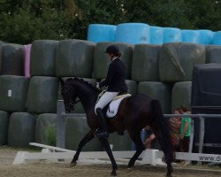 dressage horse Ritmo DB (Westphalian, 2011, from Richy)