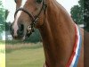 broodmare Sabine (Nederlands Welsh Ridepony, 1999, from Coelenhage's Purioso)