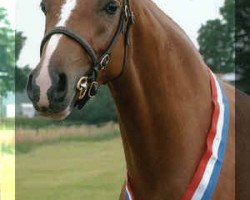 broodmare Sabine (Nederlands Welsh Ridepony, 1999, from Coelenhage's Purioso)