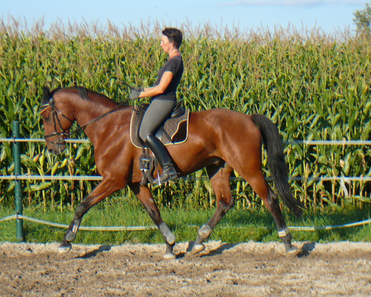 jumper Rainbow 97 (Württemberger, 1998, from Risandro)