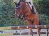 jumper Minerva For Play (German Riding Pony, 2011, from For Next Generation)