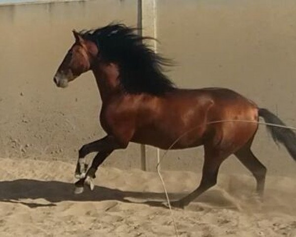 stallion Benitez (Pura Raza Espanola (PRE), 2013)