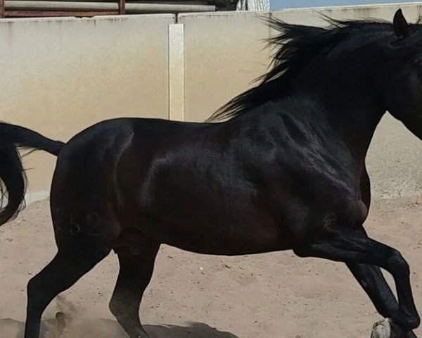 horse Ayala (Pura Raza Espanola (PRE), 2008)