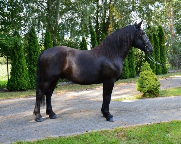 Pferd Borys (Polnisches Kaltblut, 2012)