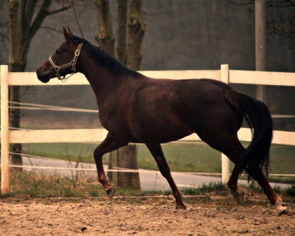 Springpferd Qalinka (Oldenburger Springpferd, 2008, von Quicksilber)