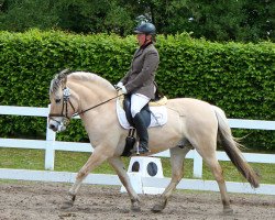 horse Katto (Fjord Horse, 2000, from Kvest Halsnæs)