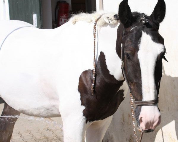 Pferd Elmo van de Cormeij Hoeve (Tinker / Irish Cob / Gypsy Vanner, 2004, von Robert O'Neill van de Cormeij Hoeve)