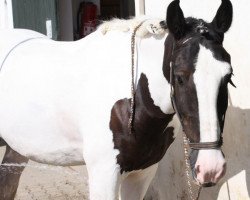 horse Elmo van de Cormeij Hoeve (Tinker / Irish Cob / Gypsy Vanner, 2004, from Robert O'Neill van de Cormeij Hoeve)