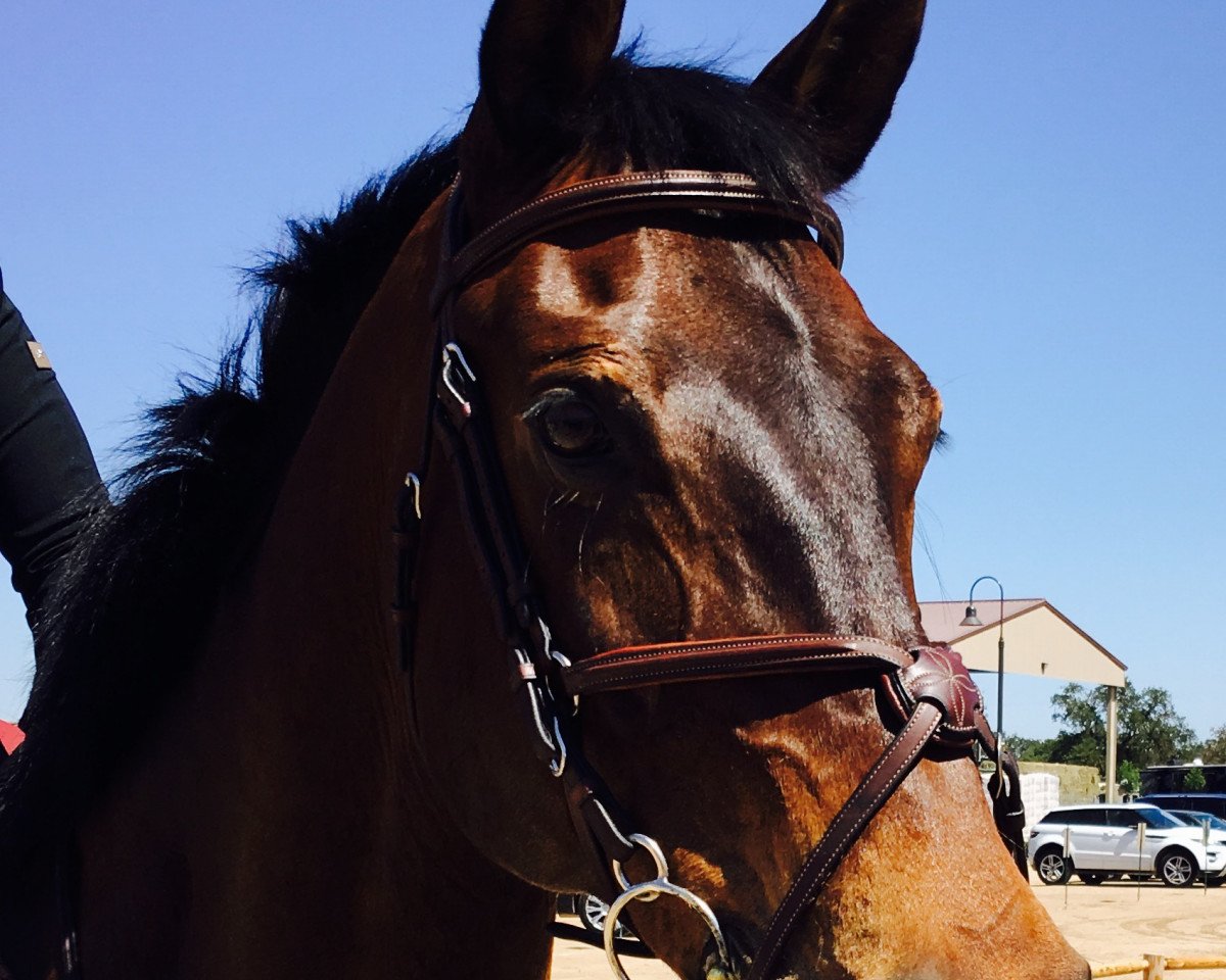 Pferd Georgetown 4 (Hannoveraner, 2001, von Glenfiddich)