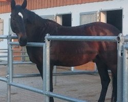 dressage horse Rhino f (Württemberger,  , from Rubicell)